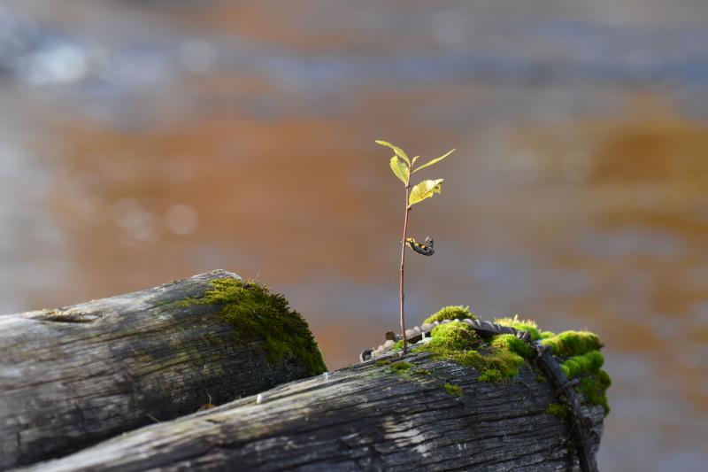 Taimi kasvaa tukkien päällä.