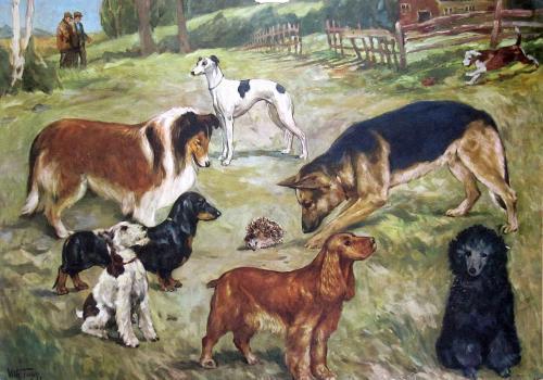 Different breeds of dogs on a field, and a hedgehog