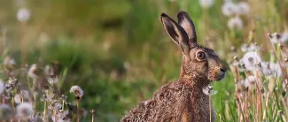 Ruskea rusakko höytyväisten voikukkien seassa.