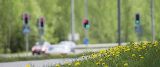 Liikennevaloristeys, autoja, kuvattu kukkaniityn takaa.