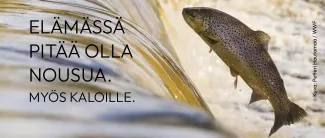 Koskessa hyppäävä lohi.